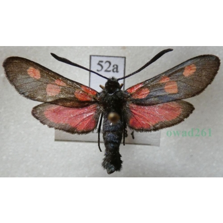 Zygaena trifolii (Esper, 1783) Kraśnik pięcioplamek Czech52a